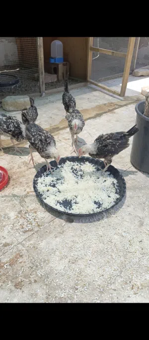 متاح ديوجه دندراوي  من أمهات فواتح