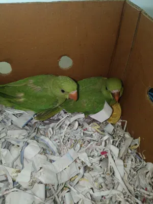 urgent sale for parrots