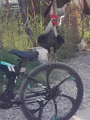Male Chicken