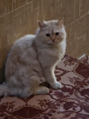شيرازي ذكر