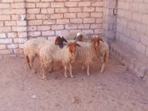 5 نعاج رب يبارك متع مقرسة