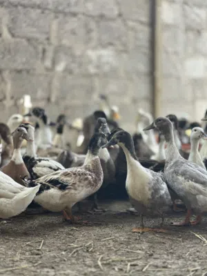 Ducks Eggs laying / بط بيّاض