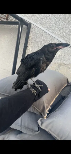Common raven for sale