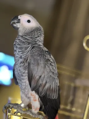 ‏ببغاء‏2
