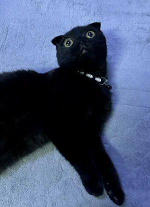 Scottish Fold