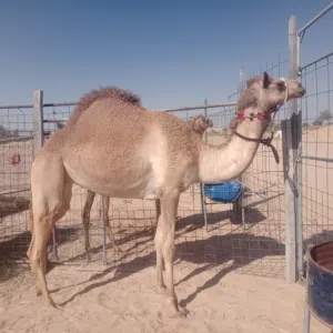 جمل للبيع بكرة طيبه