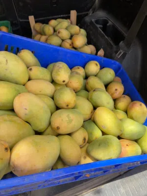 مانجو عماني طازج