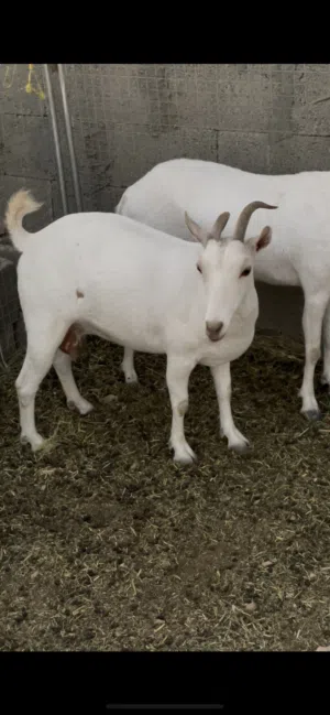 أغنام بالجمله للبيع محليات الحجم الكبير