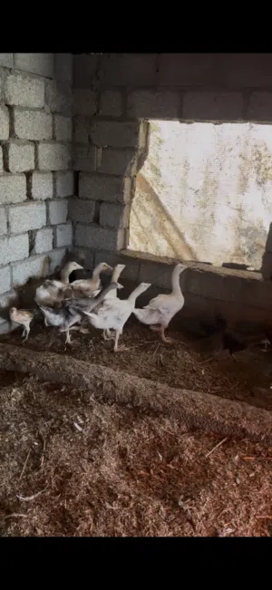 اولاد فروخ وز للبيع
