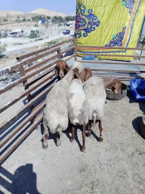 نبدأ بابصلاة على النبي  عروووض حتى نفاذ الكمية يوجد حلال اغنام بلدي عقائق - نذر -فدوة -لجميع المناسب