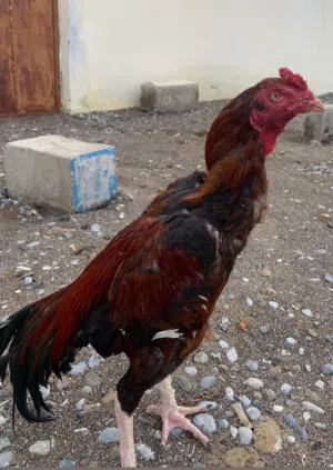 ديك بكستاني للبيع فقط