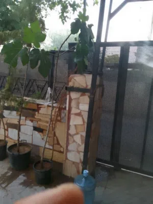 شجرة تين عمر تقريبا 8سنوات  موجودة بالقارورة مثمرة نوع خضاري للبيع بسعر مغري