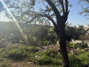 Residential Land for Sale in Amman Naour
