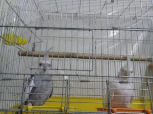 جوز كوكتيل الأنثى ألبينو عين حمرة و الذكر وايت فيس