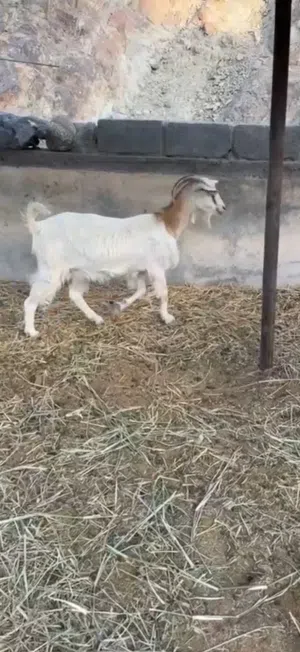 شاه طيبه وسمينه فل ممتازه للذبح او التربيه