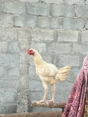 دياكه عمانيات