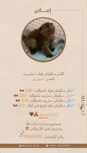 كتنز تشوكلت بيور