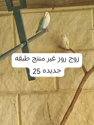 مجموعه طيور