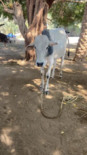 عيل أثيوبي