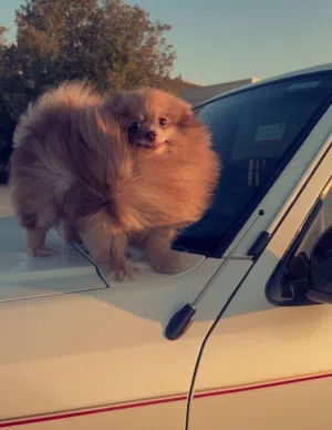 ذكر بومرين