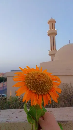 مطلوب مطلوب انثى كروان بسعر معقول ( مطلوب)