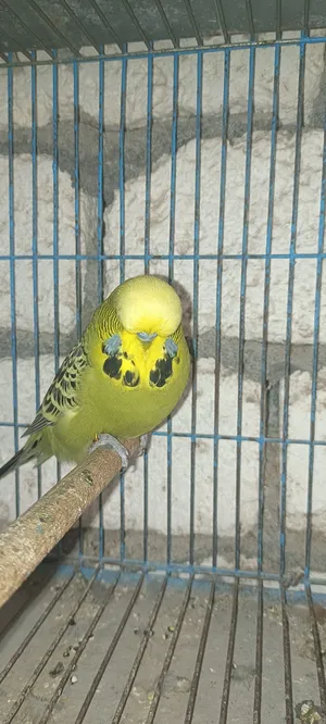 Parrots0