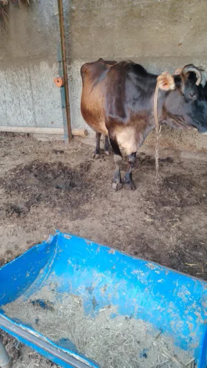 بقرة تهجين جيرسي إسباني