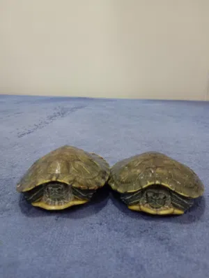 سلاحف رد اير