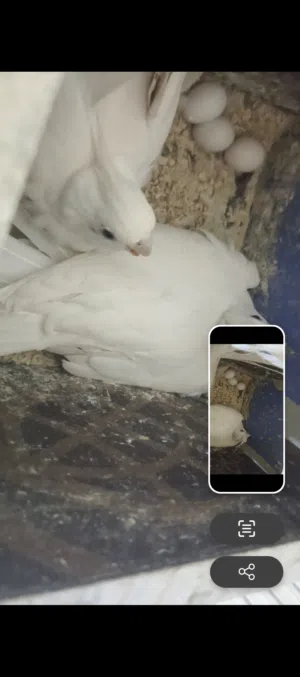 السلام عليكم زوج البينو جواهن بيض جم يوم ويفقس