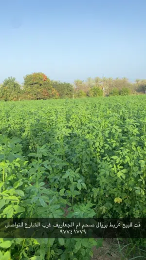 قت للبيع بالفردي والجمله