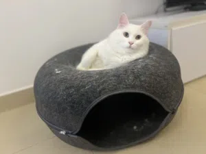 قطط اسکاتیش و میکس برشین واسکاتیش