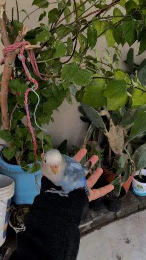 طير روز اليف