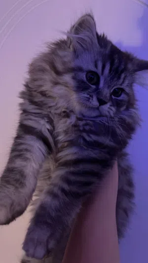 بيع قطه شيرازي