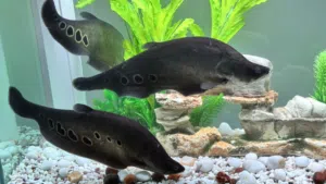 Cloun knaif big size for sale urgent