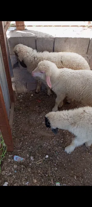 سلام عليكم للبيع 3 نثايه حلوات ملأت بيت