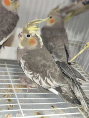 طيور كوكتيل فطم جديد اليفات جدا جدا