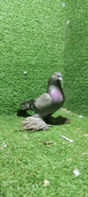 متاح نتايه نيسيه
