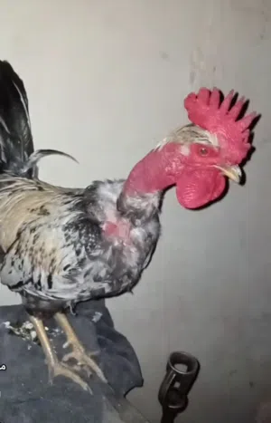 يوجد ديك ابو عنوق للبيع اموره طيبه وتحمل حراره والبرد لا يعاني من اي مرض