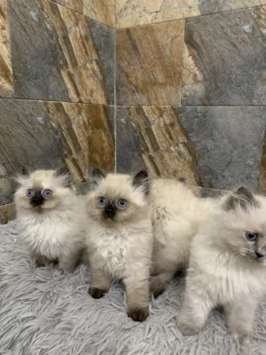 ماشاءالله تبارك الله جاهزين لبيتهم الجديد . لعوبين و لطيفين و كتكوتين للاستفسار على الواتساب فقط .