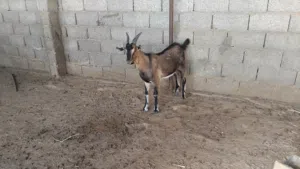 جدي فرنسي الالبين