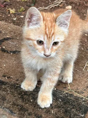 Orange stray cat