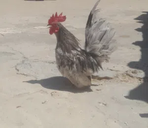 فراريج كيني للبيع