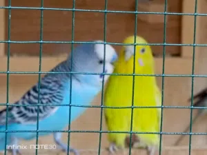 طيور حب للبيع انثى وذكر متزاوجات و4مخاليف صحه ونشاط وانتاج مكاني بغداد مدينه الصدر