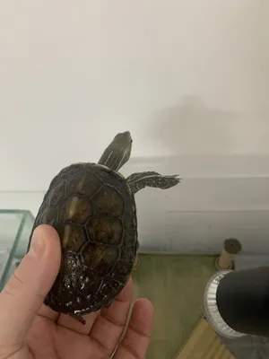 Turtles0