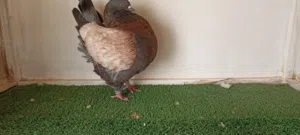 دكر ميني مودينا