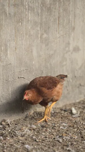 دجاج كولومبي ذات جودة