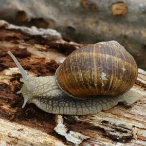 snails 