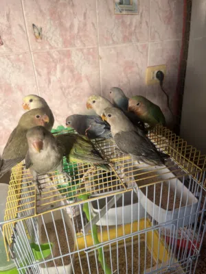 متوفر افراخ روز