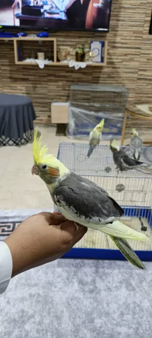 مخليف كوكتيل