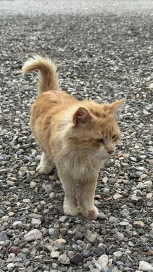 قطه شيرازيه أليفه